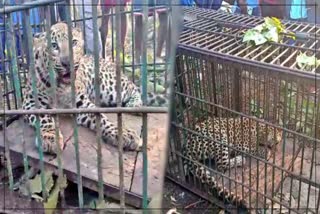 LEOPARD CAGED at Tengakhat of Dibrugarh