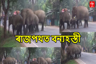 Man elephant terror in Assan