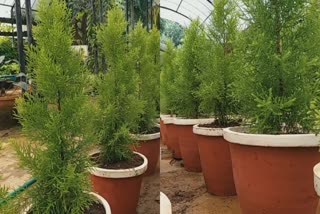 orginal-x-mas-tree-agricultural-department-cypress-plant-xmas-tree
