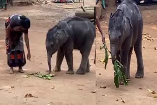 abandoned-elephant-calf-starts-new-life-in-keralas-palakkad