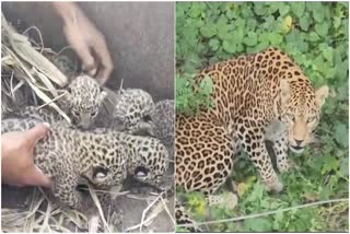 leopard cubs