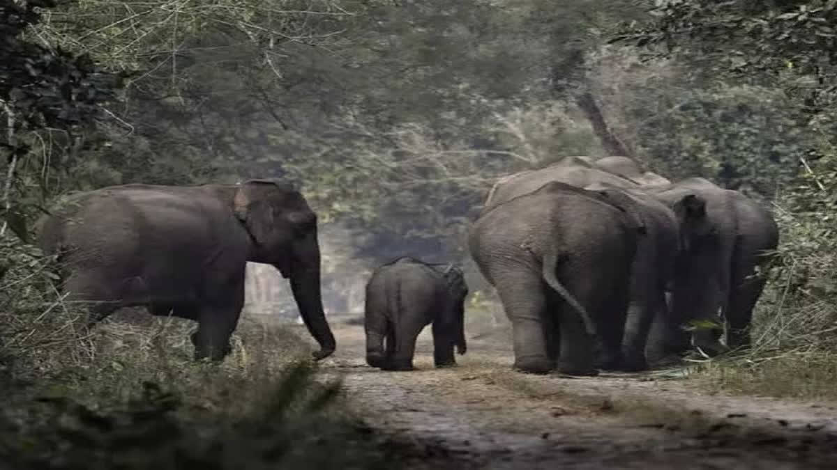 West Bengal: 3 Women Killed By Wild Elephants In Chilapata Forest