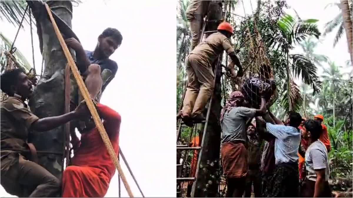 MUKKAM FIRE FORCE  മരത്തിൽ കുടുങ്ങി യുവാവ്  YOUTH STUCK IN TREE KOZHIKODE  Mukkam Fire force rescues youth