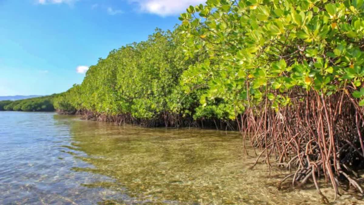 MANGROVE FOREST