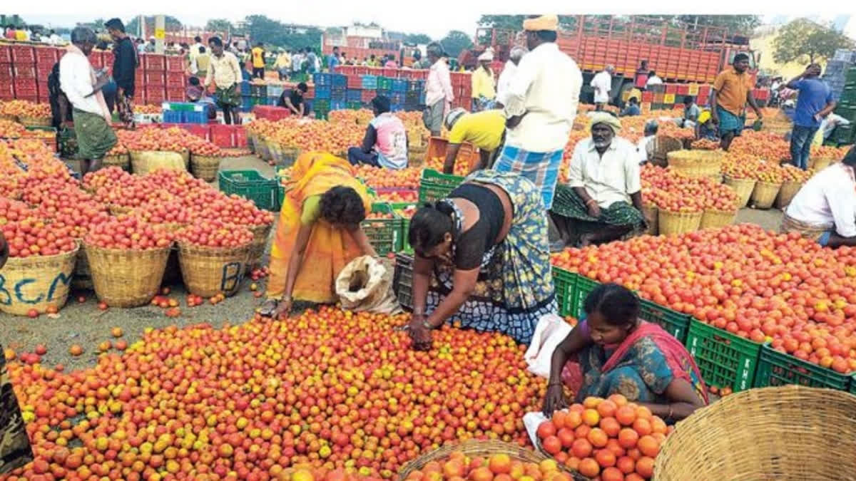 Tomato farmers in Kurnool district are worried as they are being offered prices as low as Re 1 per kg by traders at market yards