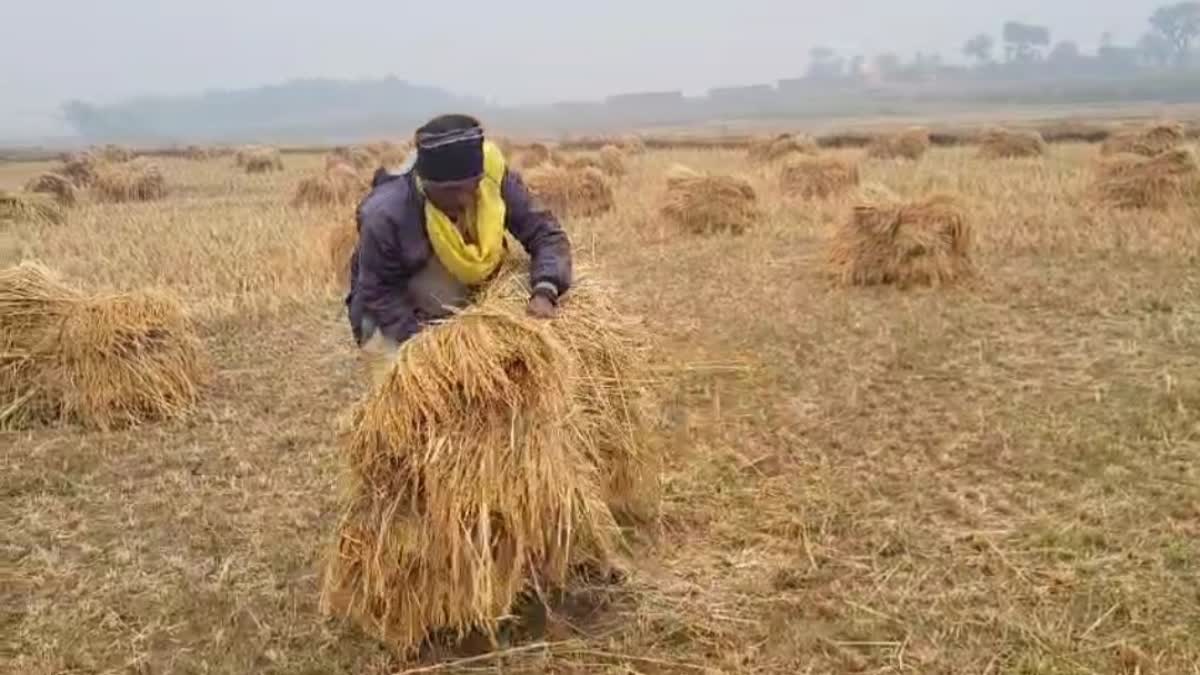 Farmers happy with bumper yield of paddy in Hazaribag