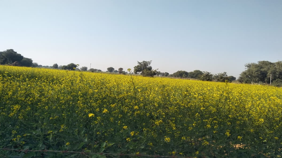 Frost on Crops In Bharatpur