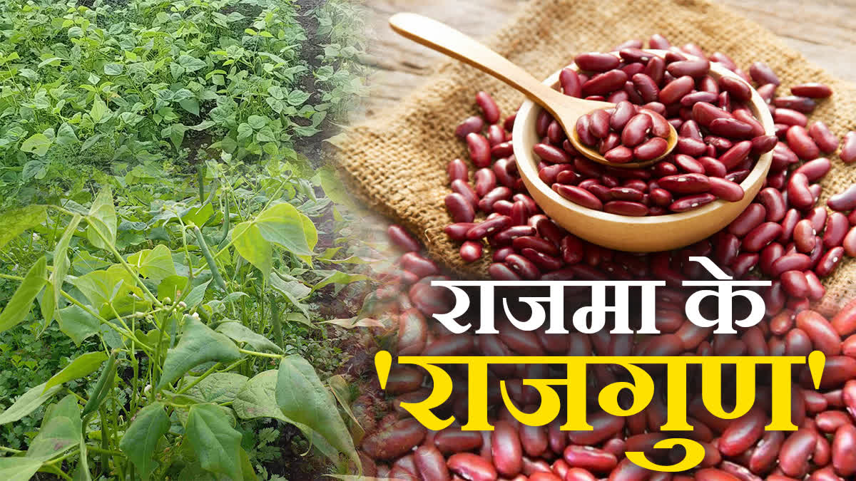 SHAHDOL RAJMA CULTIVATION