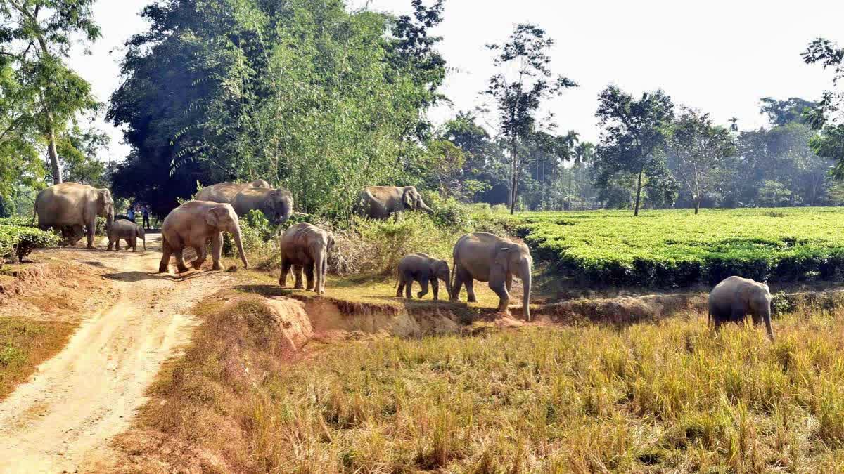 ELEPHANTS CALF  VILLAGERS RESCUE ELEPHANTS  JORHAT VILLAGERS RESCUE ELEPHANTS  LATEST NEWS IN MALAYALAM