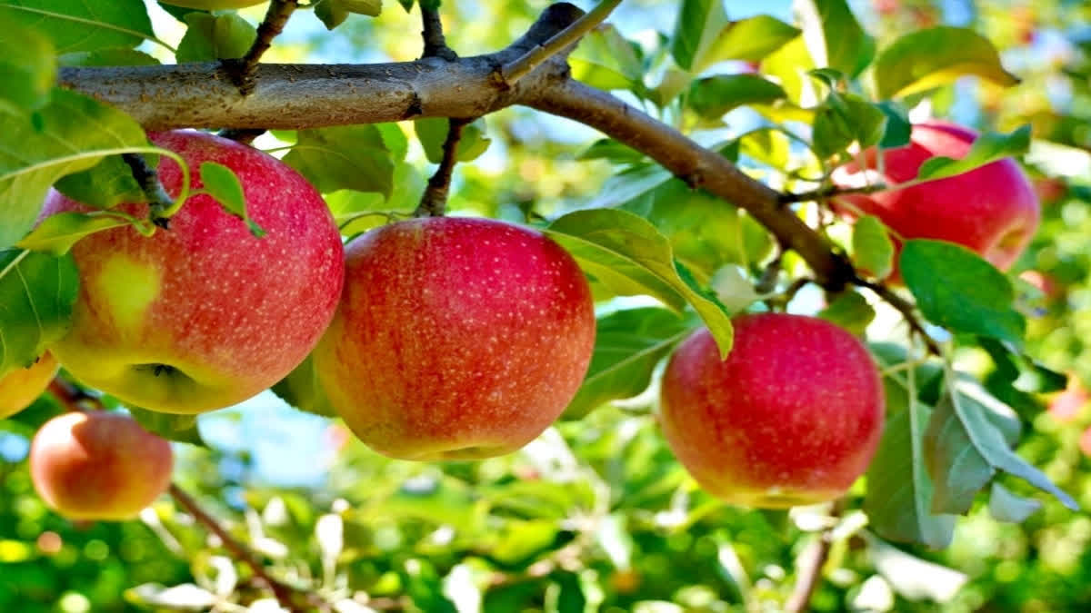 As Kashmir Reels Under Power Shortage, Apples Are Safe As Cold Storage Units Get Uninterrupted Electricity