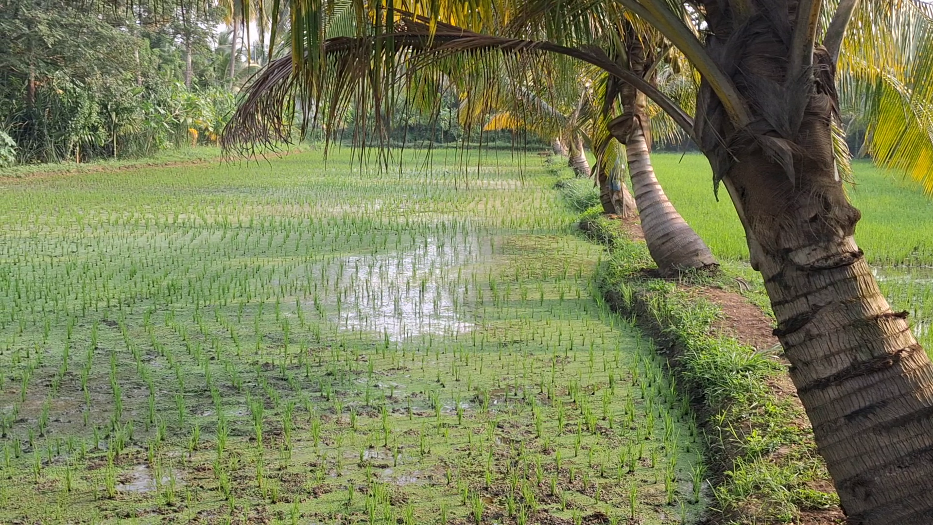 PALAKKAD MAGIC RICE  PALAKKAD RICE CULTIVATION  മാജിക്കല്‍ റൈസ് കൃഷി പാലക്കാട്  അഗോനിബോറ അരി പാലക്കാട്