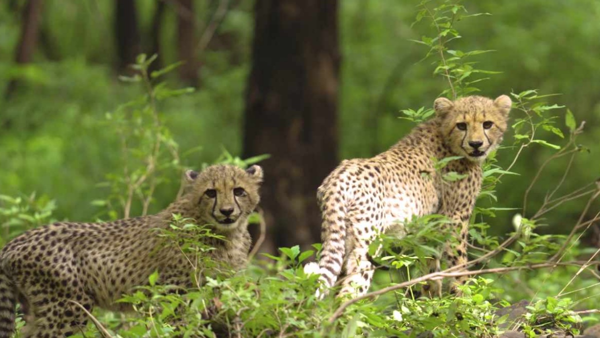 HUNTERS ENTERED KUNO NATIONAL PARK