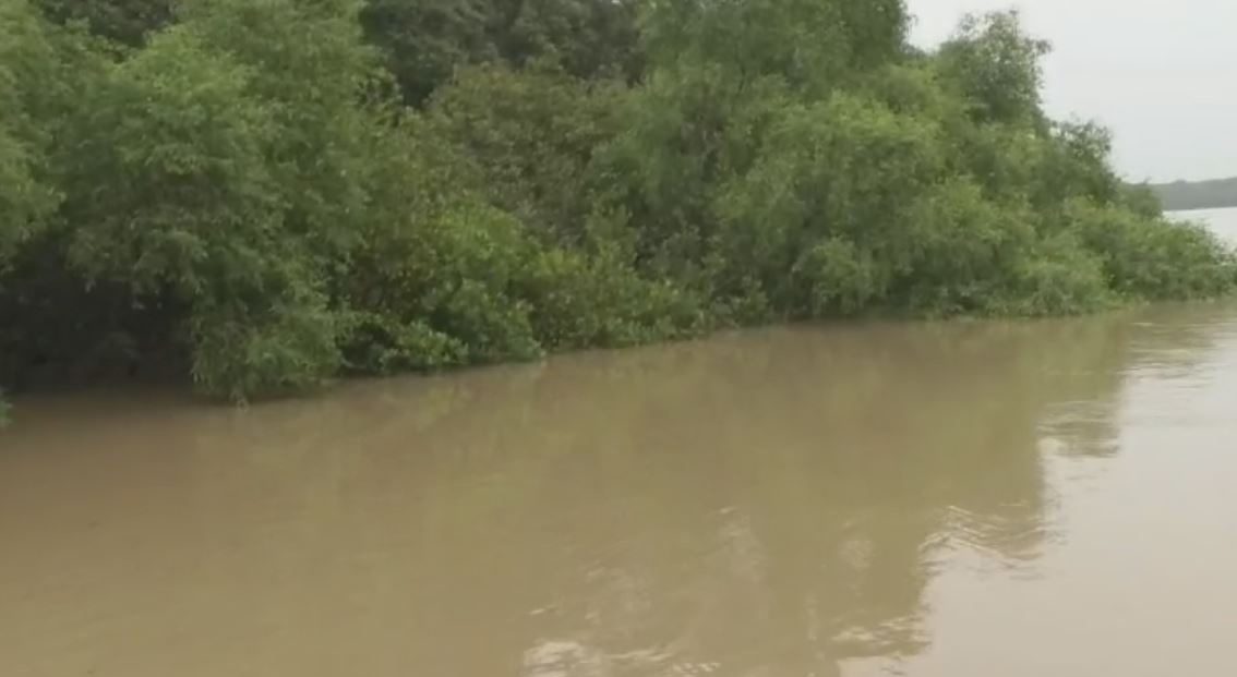 mangrove forest