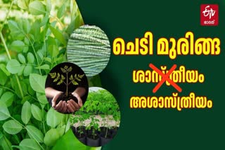 DRUM STICK CULTIVATION METHOD  DRUMSTICK CULTIVATION IN HOME  HEALTH BENEFITS OF DRUMSTICK  PLANT MORINGA CULTIVATION