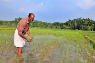 കാസർകോട് നെൽവിത്ത്  KASARAGOD NELLU  PADDY CULTIVATION IN KASARAGOD  LATEST NEWS IN MALAYALAM