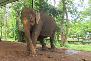 Number of elephants increased in Palamu Tiger Reserve area of Jharkhand