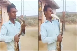 Kissing a python proved costly for the young man