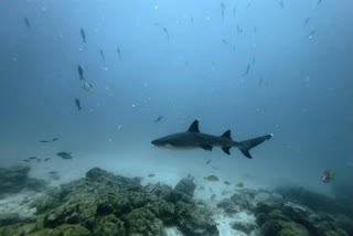 Underwater image of a whitetip shark (bottom) with other fish at the North Seymour Island dive site in the Galapagos archipelago, Ecuador, taken on March 8, 2024.