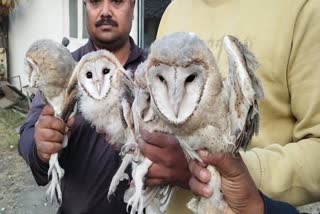 JABALPUR EXTINCT SPECIES OWLS FOUND