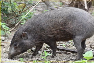 Once considered extinct, the pygmy hog, the smallest pig in the world, is thriving in the jungles of Assam.