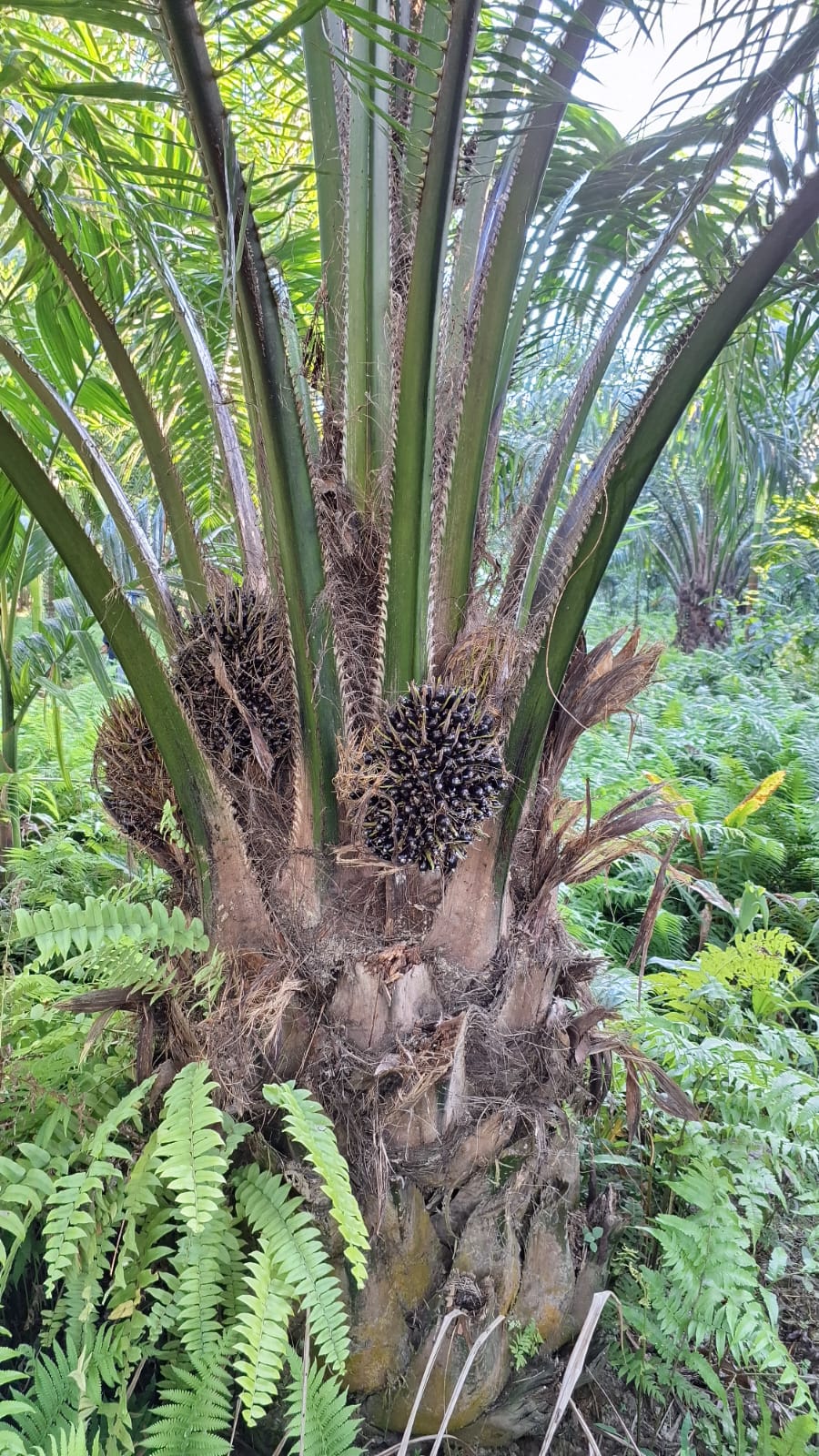 palm oil farming