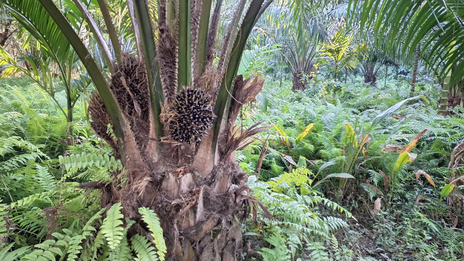 palm oil farming