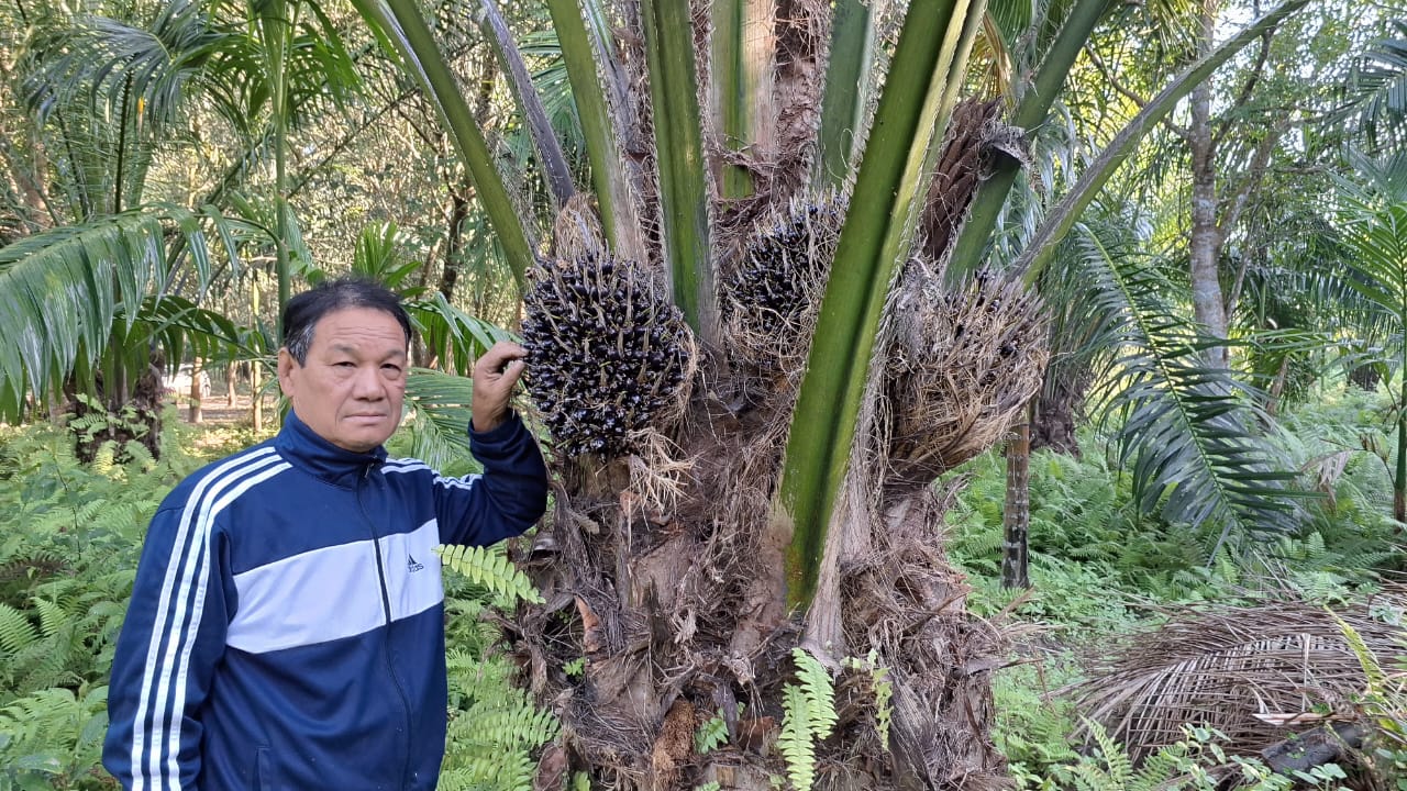 palm oil farming