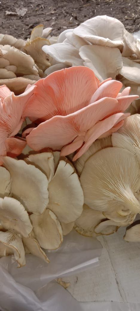 button mushroom farming