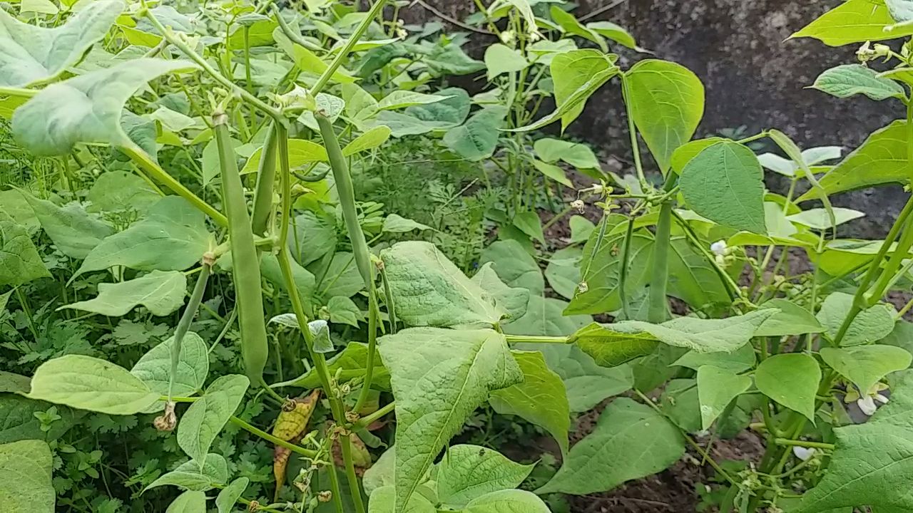 Farmers Rajma Farming