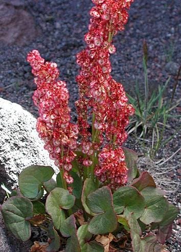 Archa, a divine medicine found in the Himalayas, is a boon for the stomach