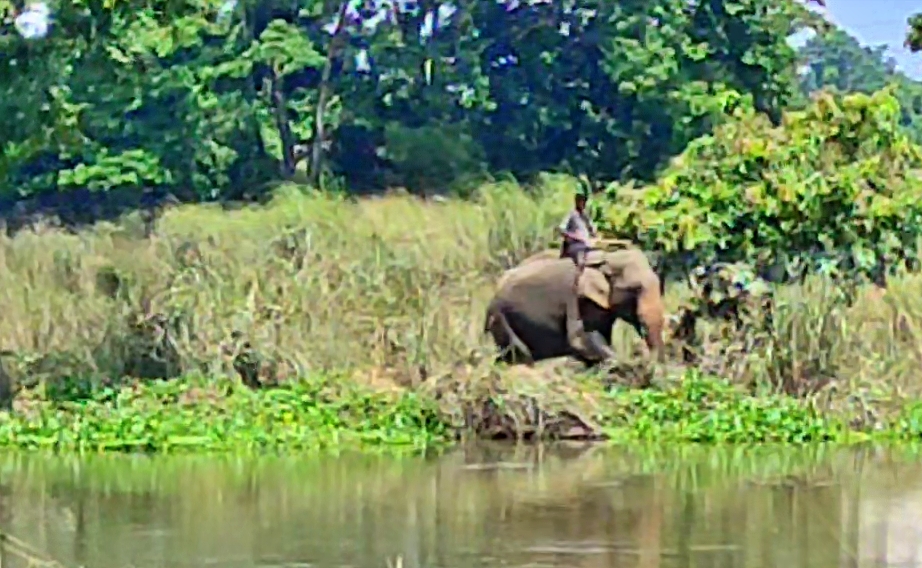 dead-body-of-a-rhino-recovered-at-burhapahar-range