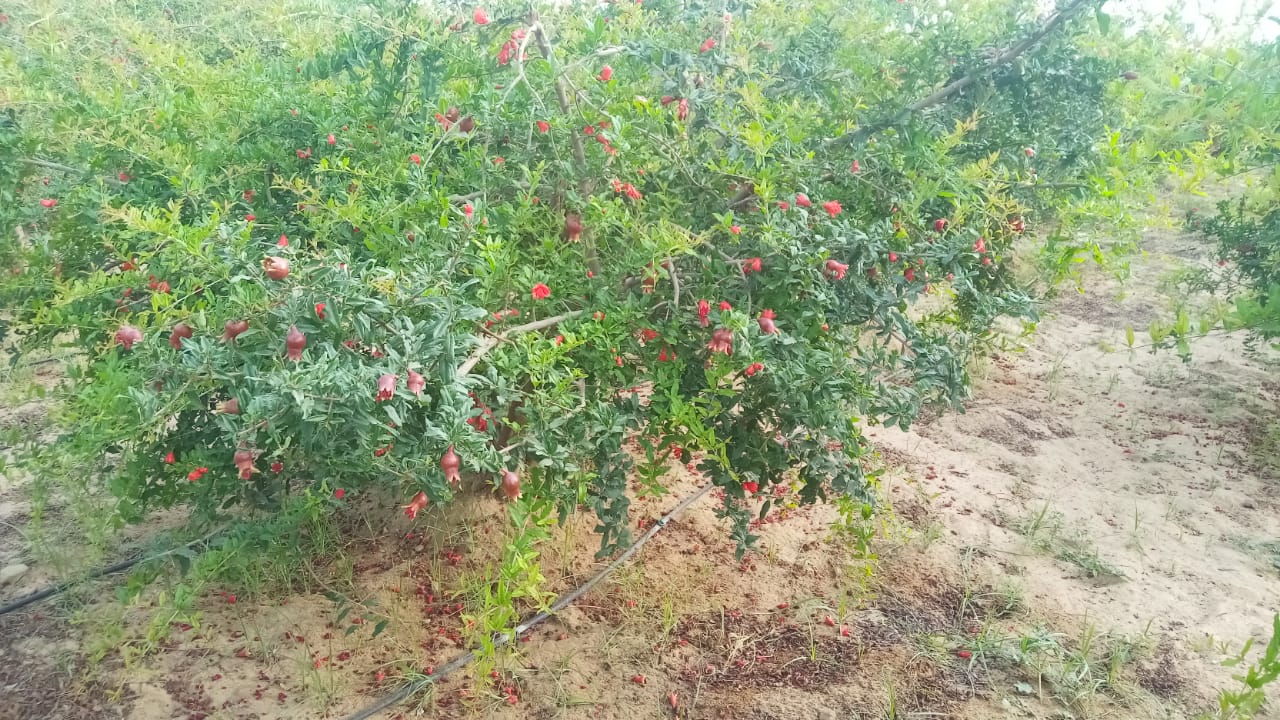 pomegranate farming techniques