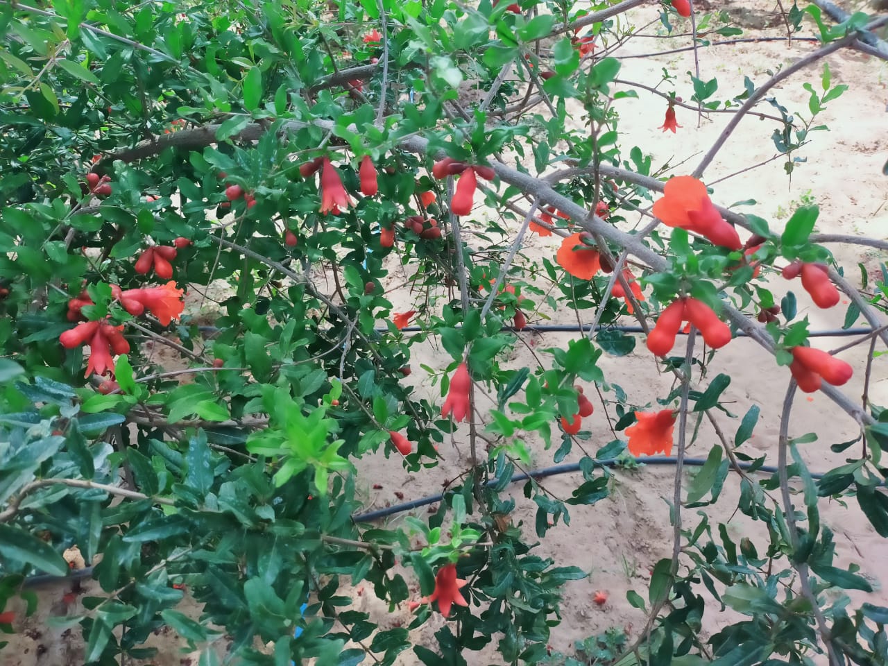 pomegranate farming techniques