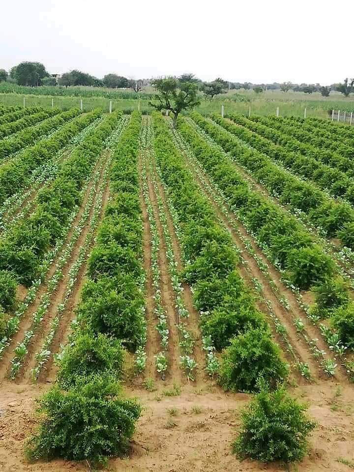 pomegranate farming techniques