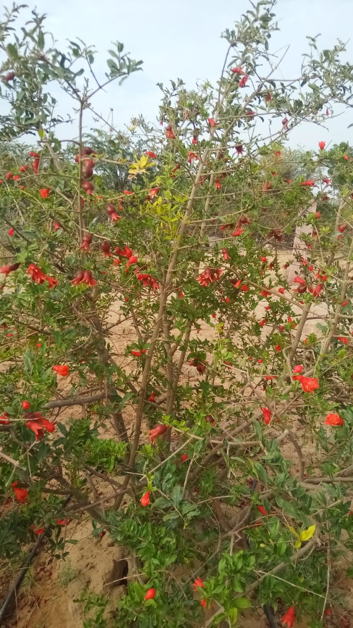 pomegranate farming techniques