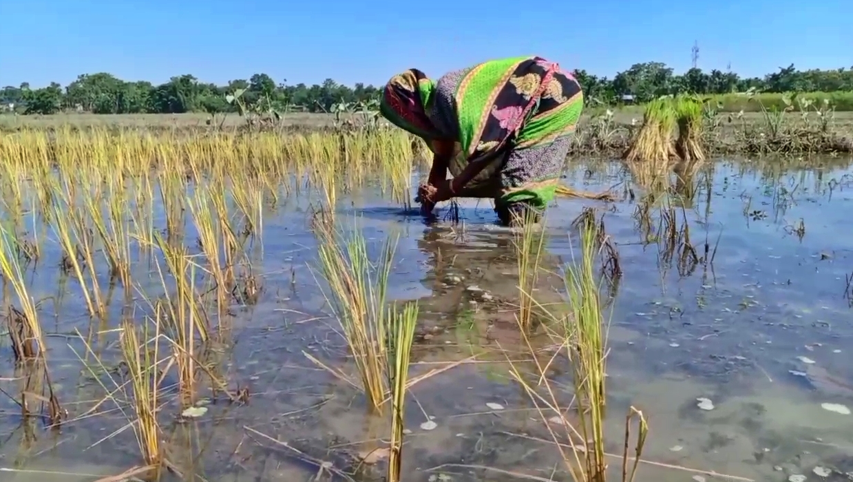 flood damaged paddy cultivation at kalgachia