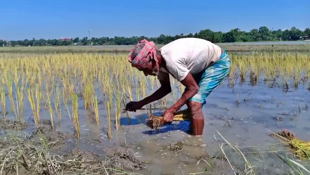 flood damaged paddy cultivation at kalgachia