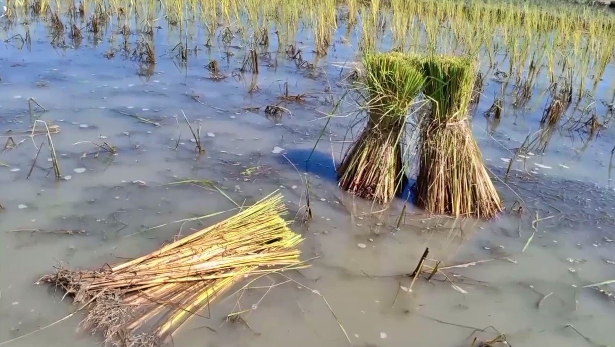 flood damaged paddy cultivation at kalgachia