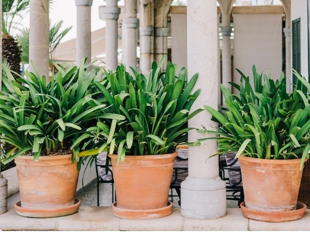 how to choose a plant, how to choose plant pot, best indoor plants, types of indoor plants, indoor plants, plants, gardening, basics of gardening, gardening basics, types of gardening pots, lifestyle