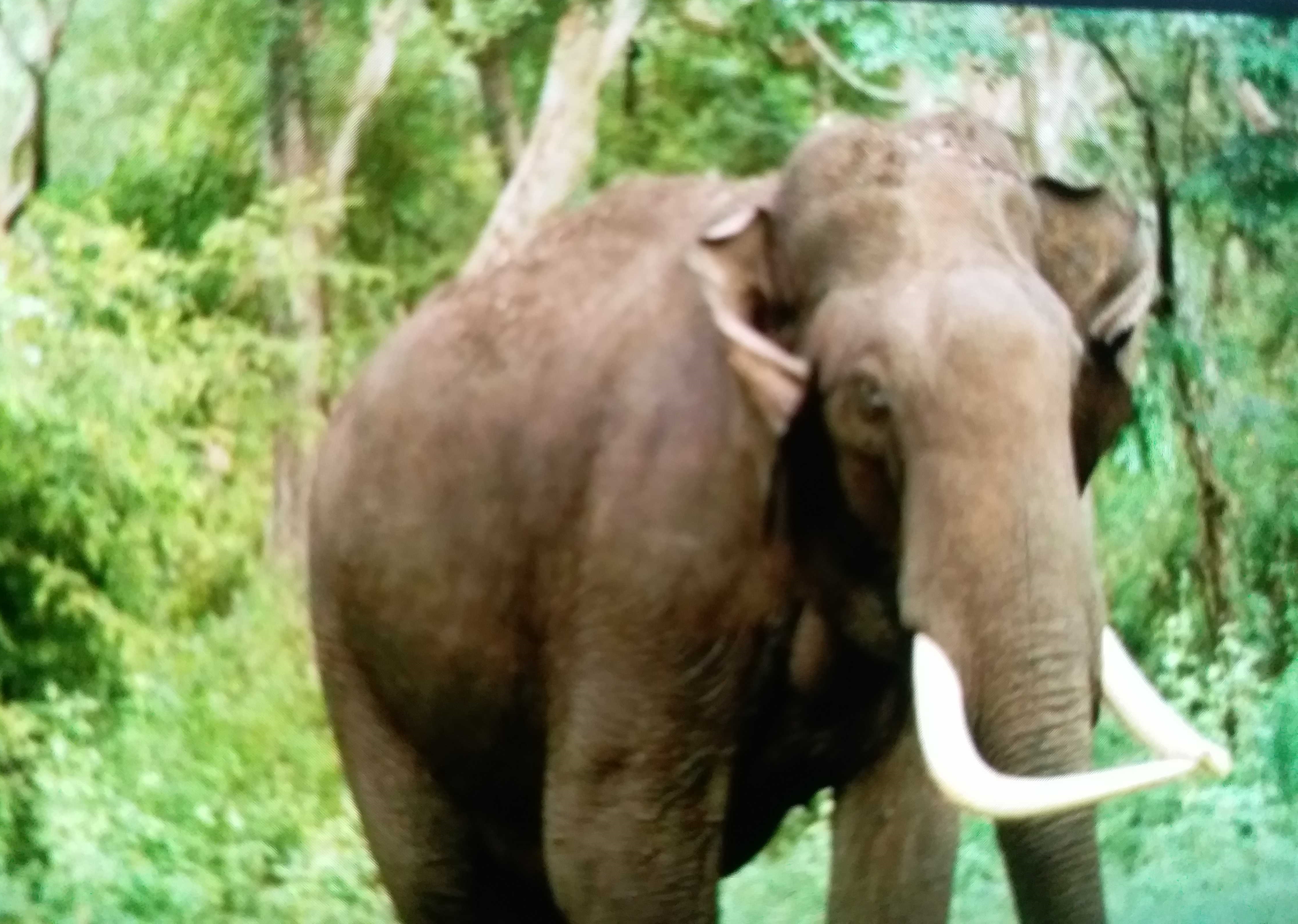 elephant in airport