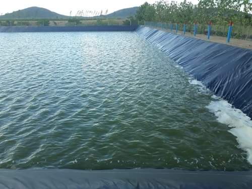 Farm Pond (Khet Talai)