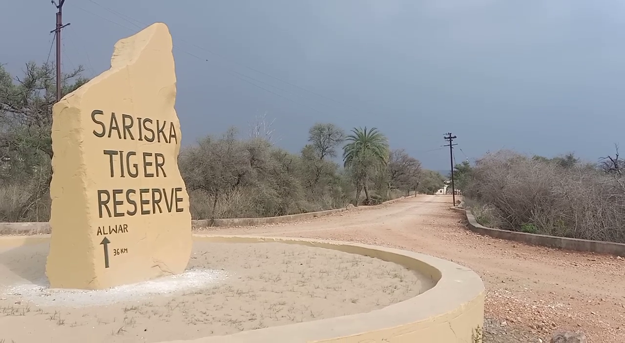 सरिस्का का जंगल, सरिस्का में एलिवेटेड रोड,  वन विभाग, sariska forest,  Elevated Road in Sariska,  Forest department, protection of wildlife