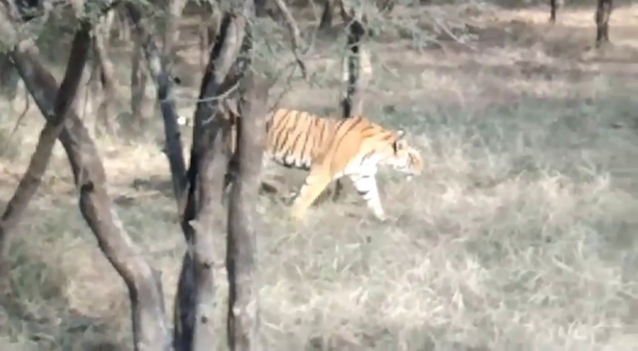 सरिस्का का जंगल, सरिस्का में एलिवेटेड रोड,  वन विभाग, sariska forest,  Elevated Road in Sariska,  Forest department, protection of wildlife