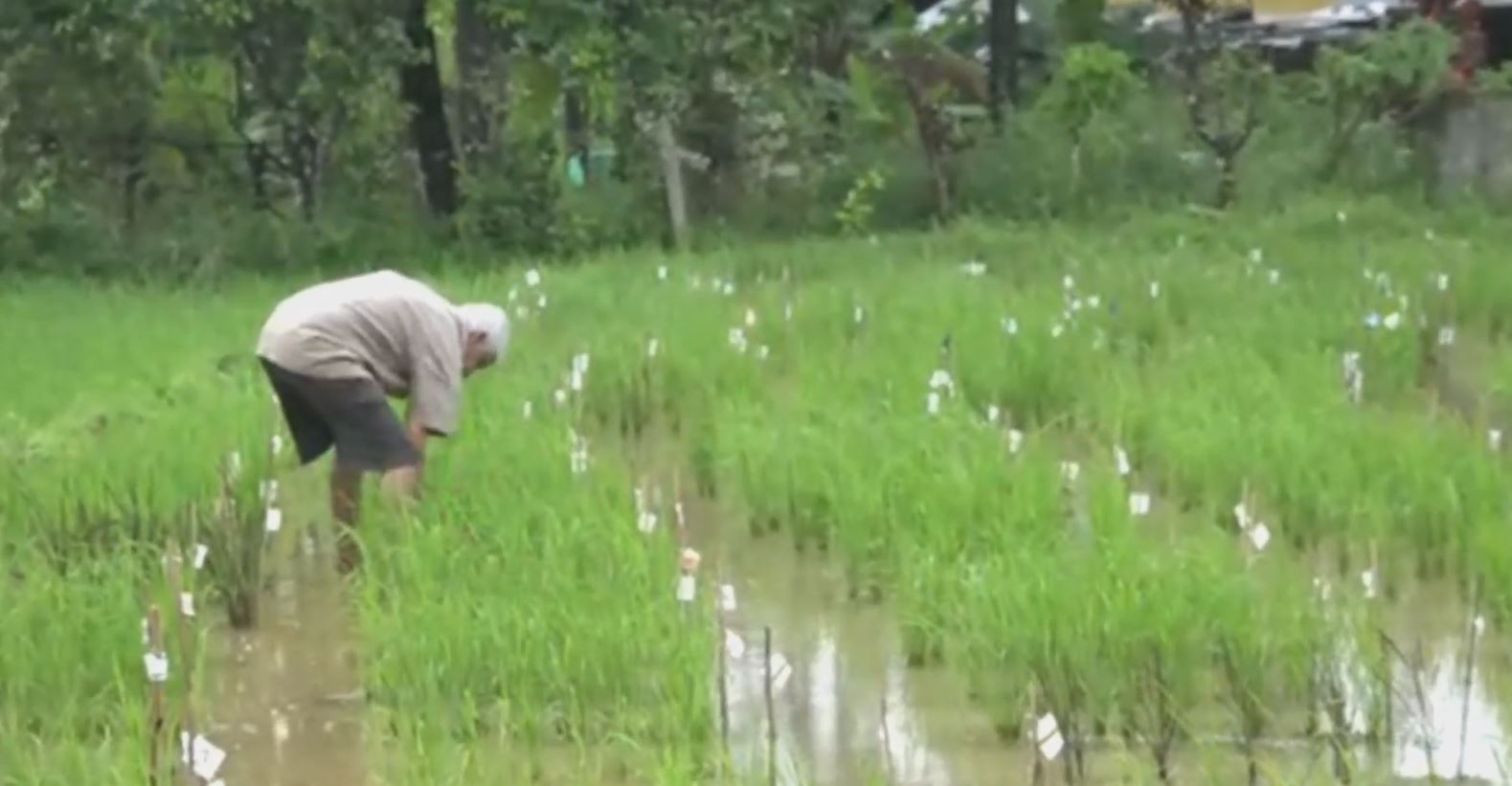 paddy varieties