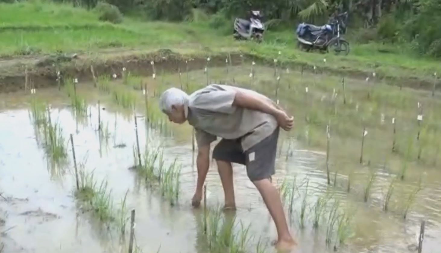 paddy varieties