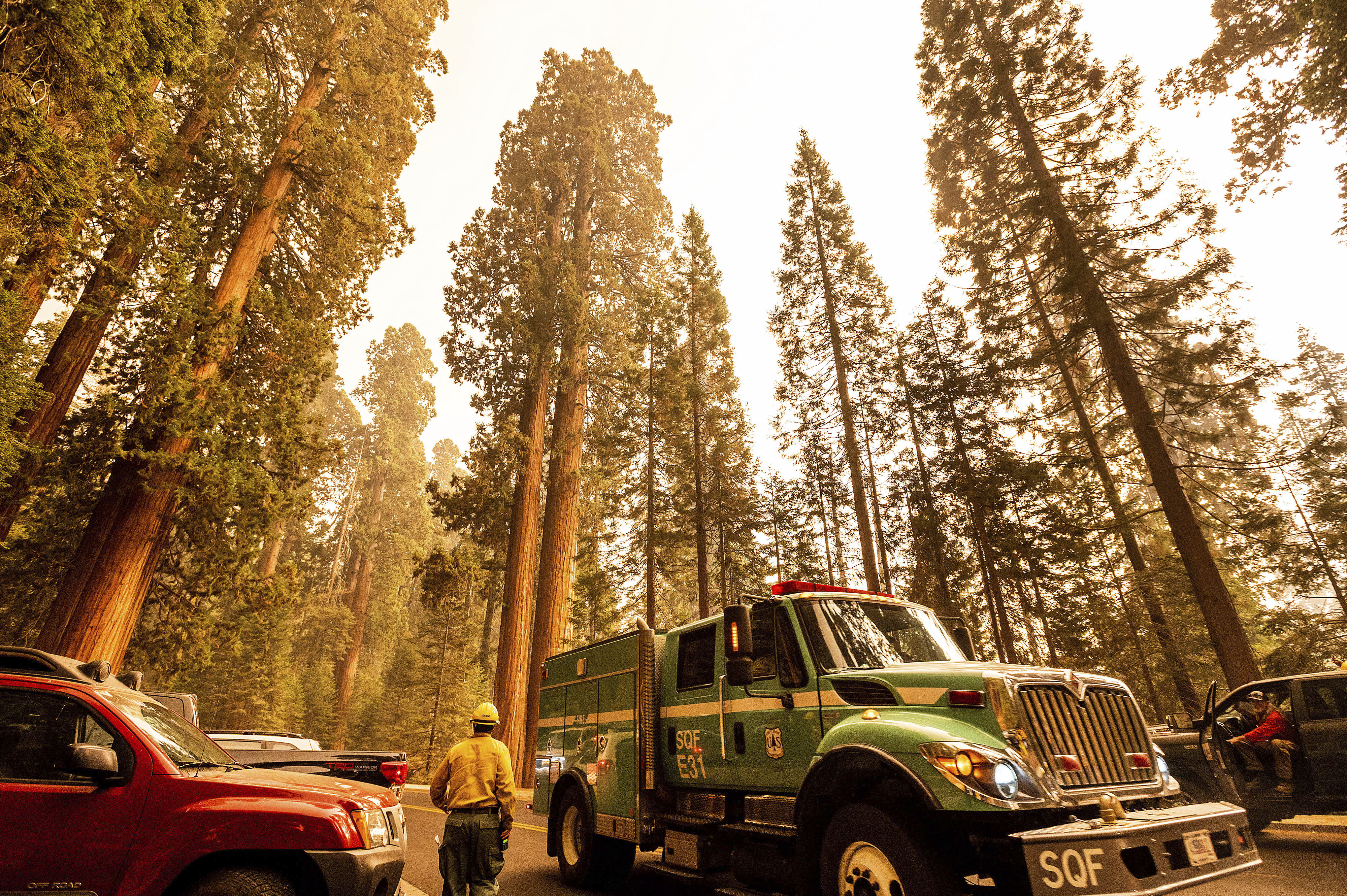 sequoia trees