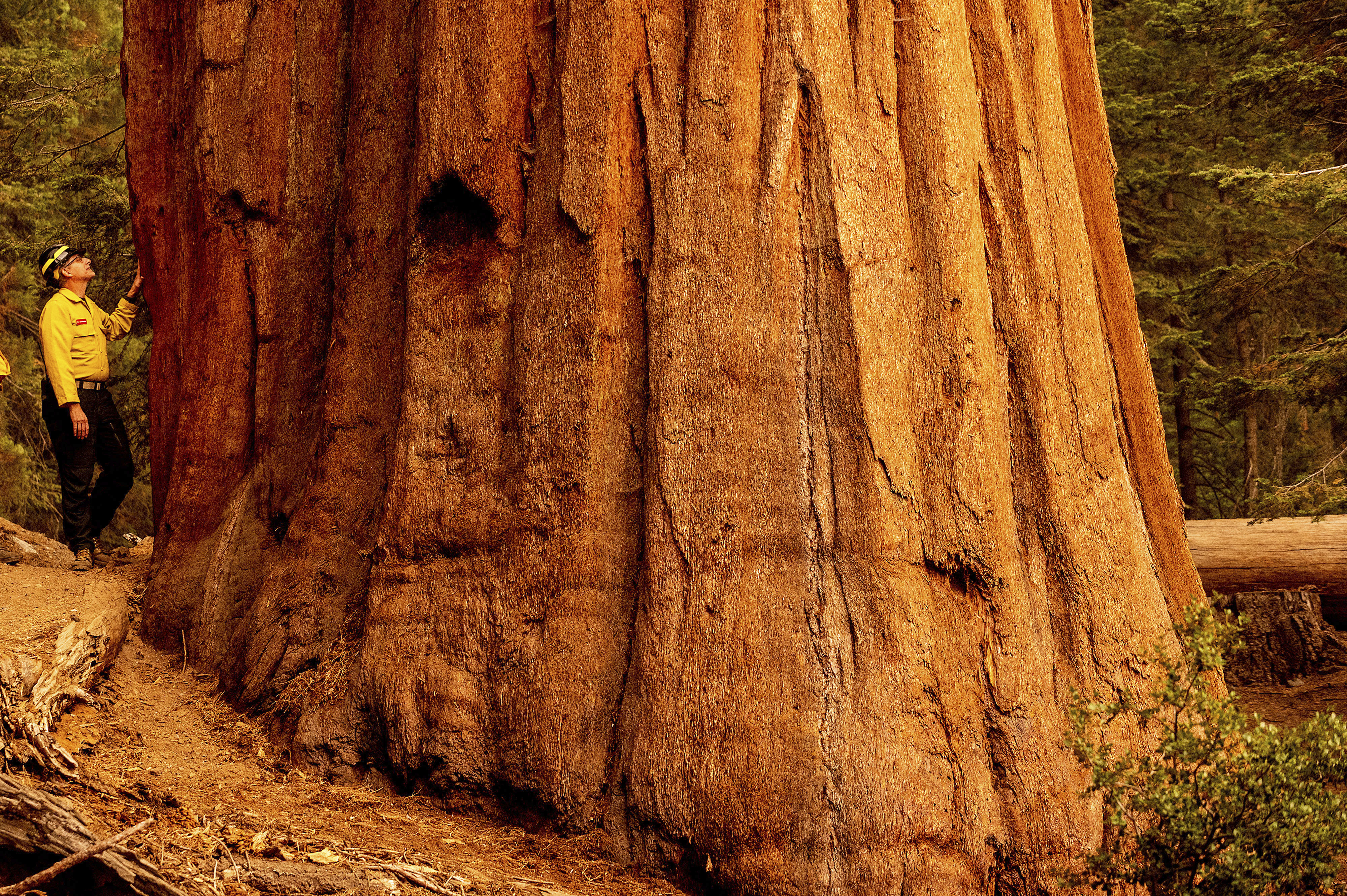 sequoia trees in california