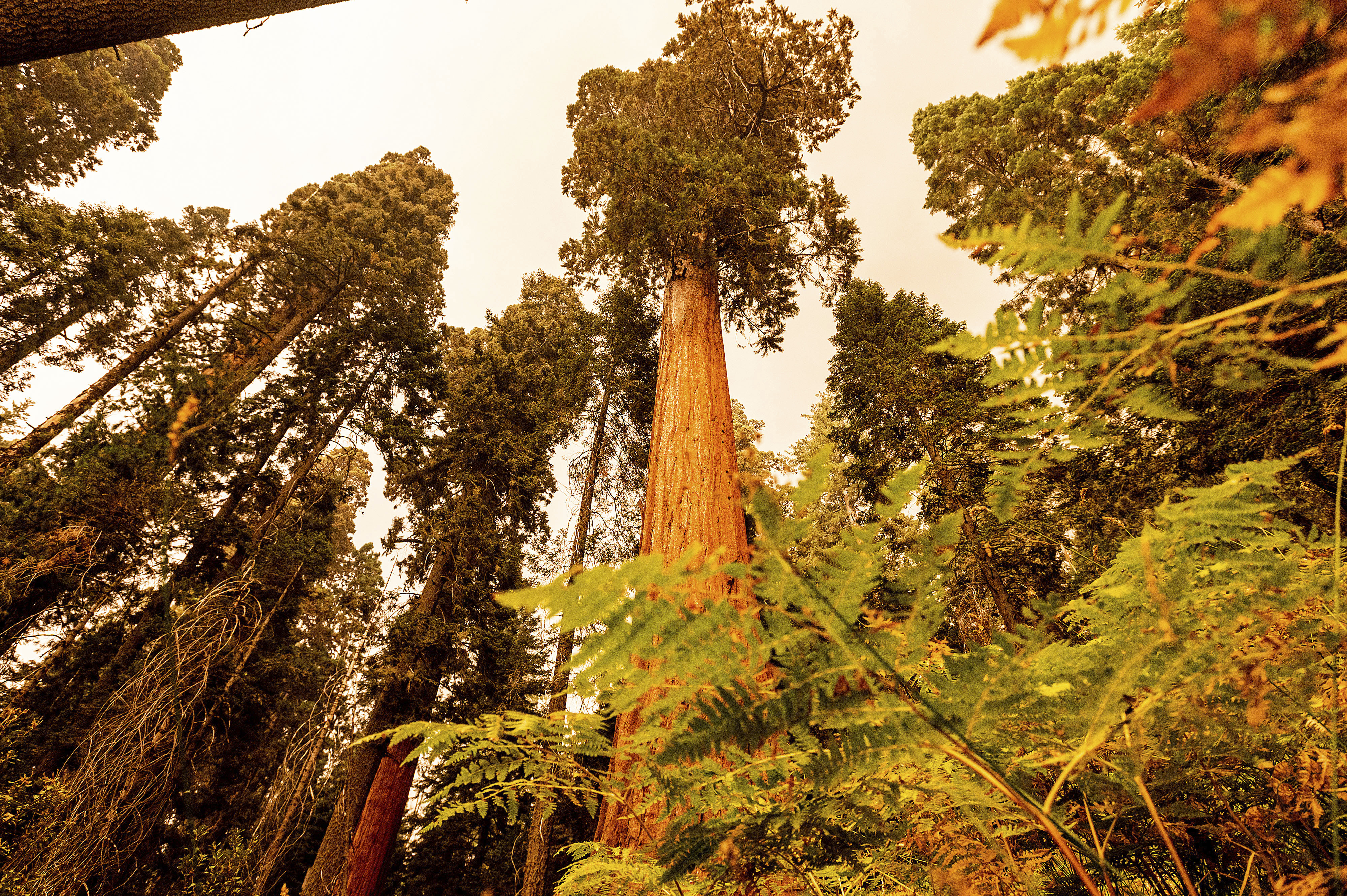 sequoia trees