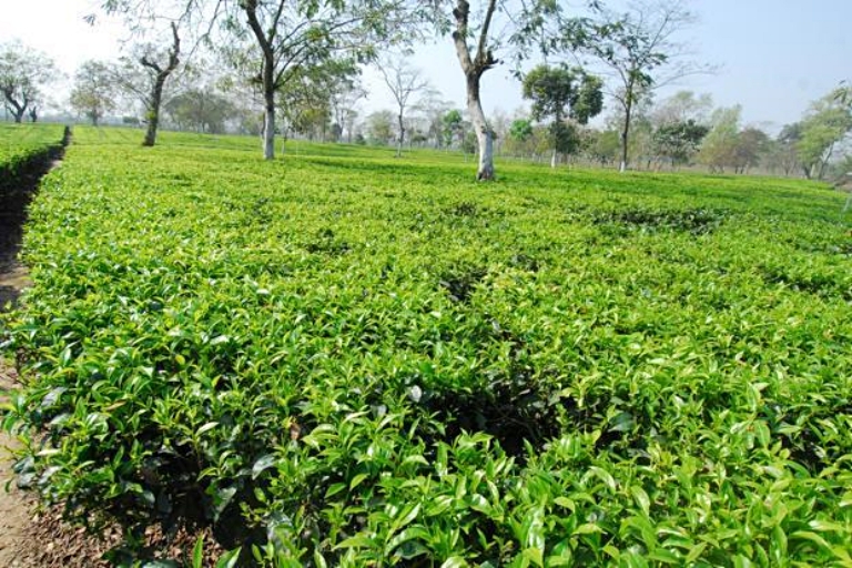 key-factors-behind-crisis-in-assam-tea-industry