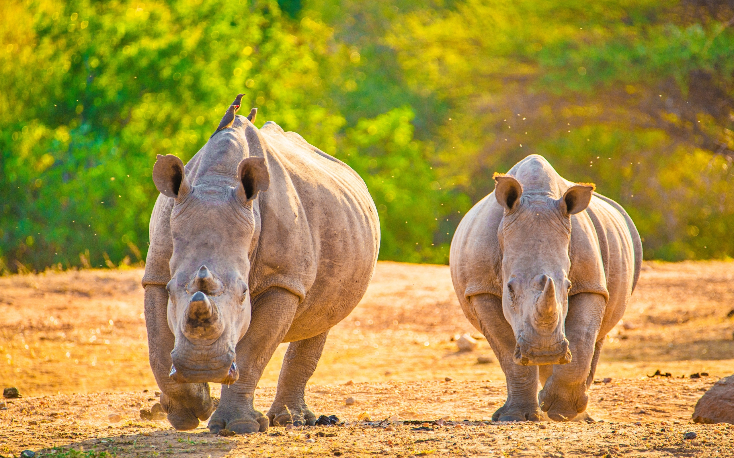 World Rhino Day 2021